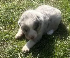 Australian Shepherd Puppies for Sale