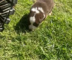 Australian Shepherd Puppies for Sale