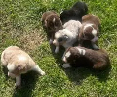Australian Shepherd Puppies for Sale