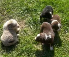 Australian Shepherd Puppies for Sale