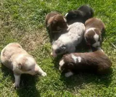 Australian Shepherd Puppies for Sale
