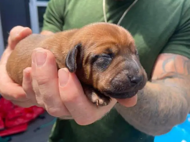 Adorable Miniature Dachshund puppies for sale