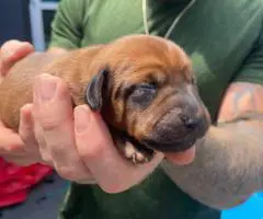 Adorable Miniature Dachshund puppies for sale