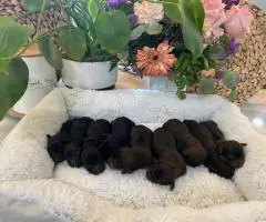 Adorable Miniature Dachshund puppies for sale