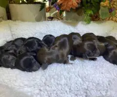Adorable Miniature Dachshund puppies for sale