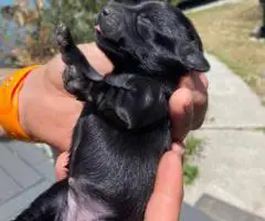 Adorable Miniature Dachshund puppies for sale