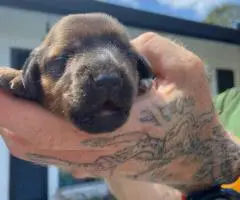 Adorable Miniature Dachshund puppies for sale