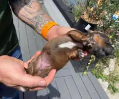 Adorable Miniature Dachshund puppies for sale