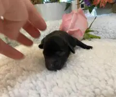 Adorable Miniature Dachshund puppies for sale