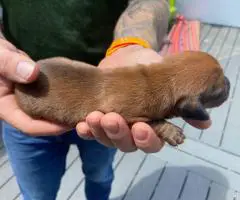 Adorable Miniature Dachshund puppies for sale