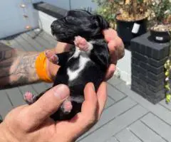 Adorable Miniature Dachshund puppies for sale