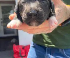 Adorable Miniature Dachshund puppies for sale