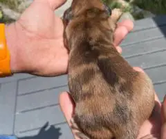 Adorable Miniature Dachshund puppies for sale