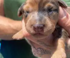 Adorable Miniature Dachshund puppies for sale