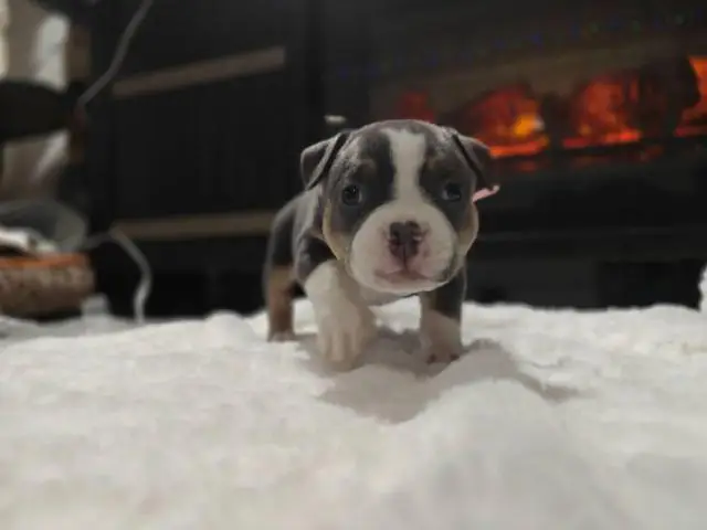 Blue tri and black tri Pocket Bully puppies for sale