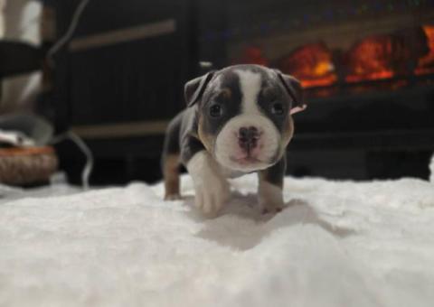 Blue tri and black tri Pocket Bully puppies for sale