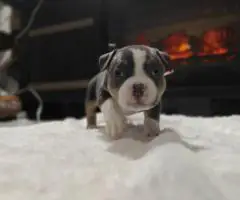 Blue tri and black tri Pocket Bully puppies for sale