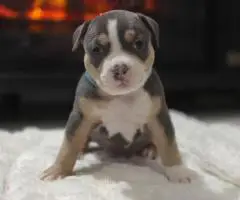 Blue tri and black tri Pocket Bully puppies for sale