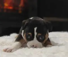 Blue tri and black tri Pocket Bully puppies for sale