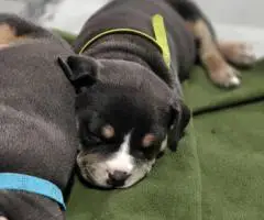 Blue tri and black tri Pocket Bully puppies for sale