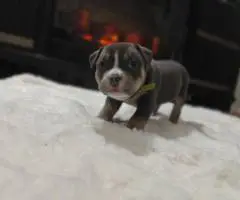 Blue tri and black tri Pocket Bully puppies for sale