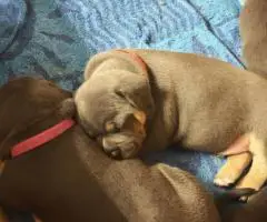 Blue tri and black tri Pocket Bully puppies for sale