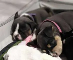Blue tri and black tri Pocket Bully puppies for sale