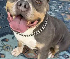 Blue tri and black tri Pocket Bully puppies for sale