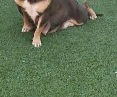 Blue tri and black tri Pocket Bully puppies for sale