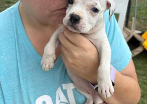 4 Sweet white pit puppies for sale