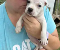 4 Sweet white pit puppies for sale