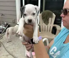4 Sweet white pit puppies for sale