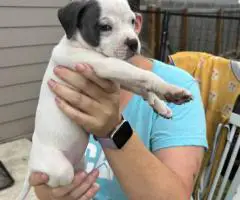 4 Sweet white pit puppies for sale