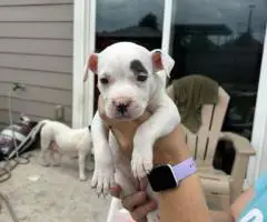 4 Sweet white pit puppies for sale
