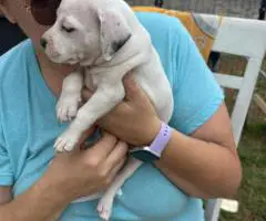 4 Sweet white pit puppies for sale
