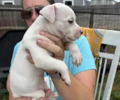4 Sweet white pit puppies for sale