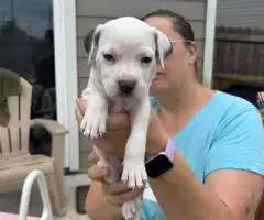 4 Sweet white pit puppies for sale
