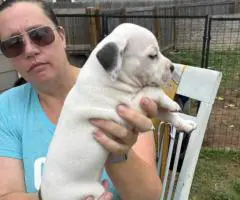 4 Sweet white pit puppies for sale