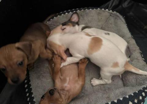 5 Chiweenie puppies for sale