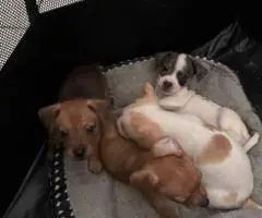 5 Chiweenie puppies for sale