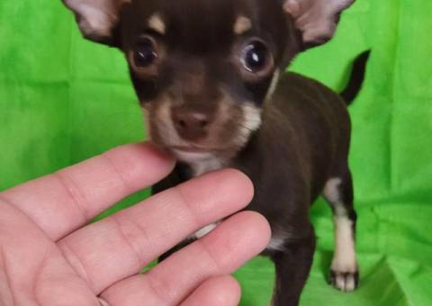 4 Chihuahua mini puppies for sale