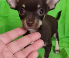 4 Chihuahua mini puppies for sale