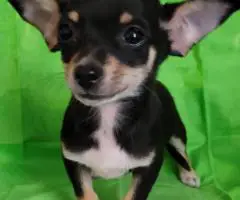4 Chihuahua mini puppies for sale