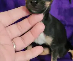 4 Chihuahua mini puppies for sale