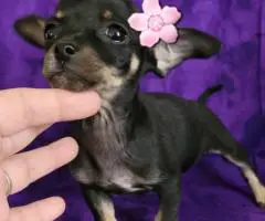 4 Chihuahua mini puppies for sale
