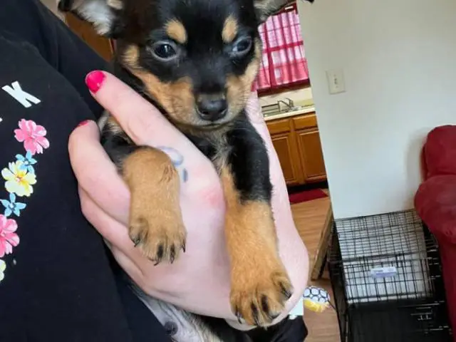 Mountain Feist puppy