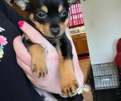 Mountain Feist puppy