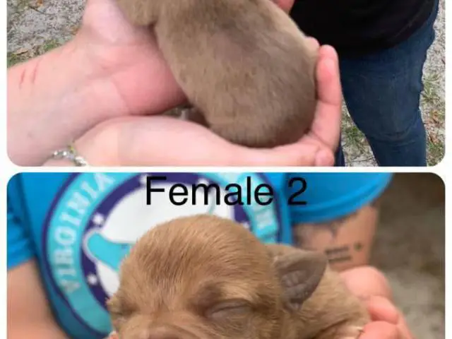 5 Purebred Pitbull Puppies Available