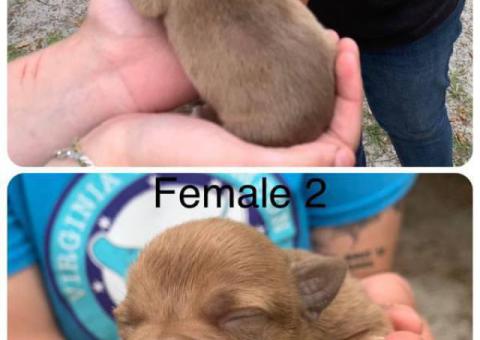 5 Purebred Pitbull Puppies Available
