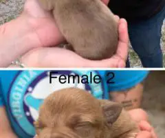 5 Purebred Pitbull Puppies Available